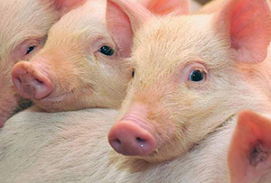 Application of Tributyrin in Pig Farms